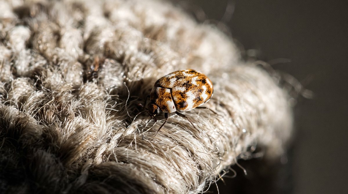 Carpet Beetles — Carpet Beetle control by EPC Protection