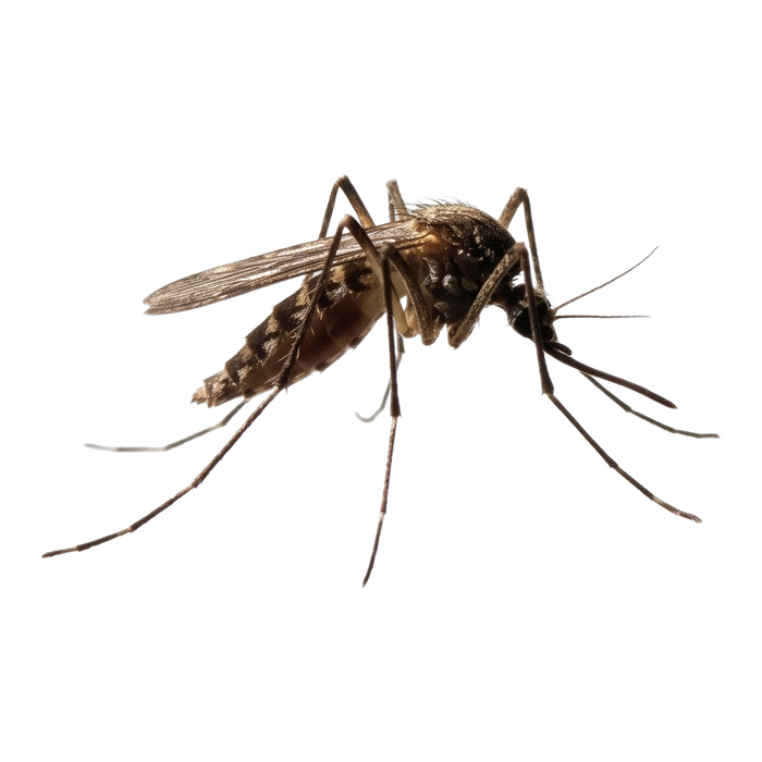 Mosquitoes