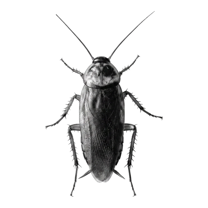 Cockroaches