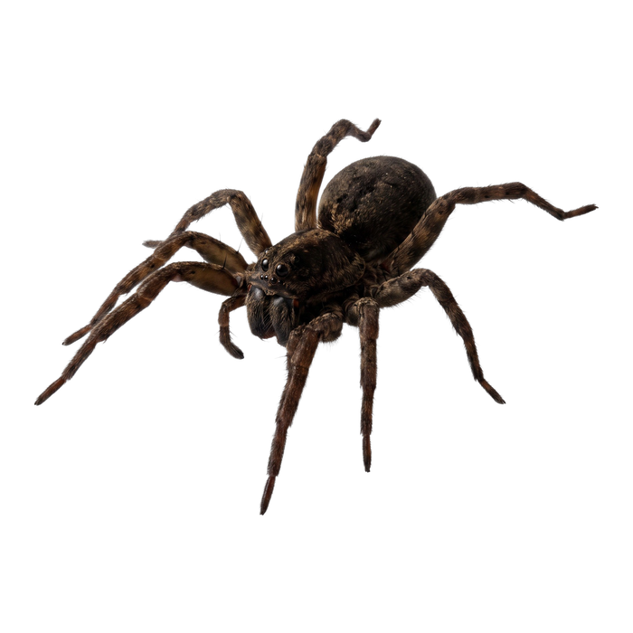 Spiders