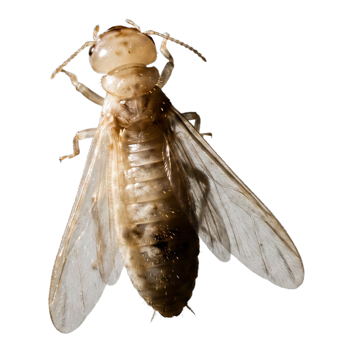 Termites