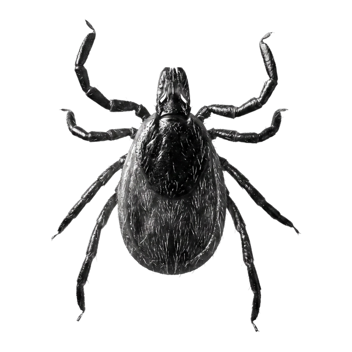 Ticks